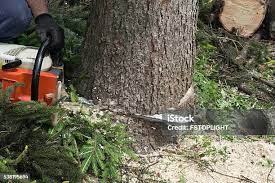 Reliable Stone Mountain, GA Tree Care Solutions
