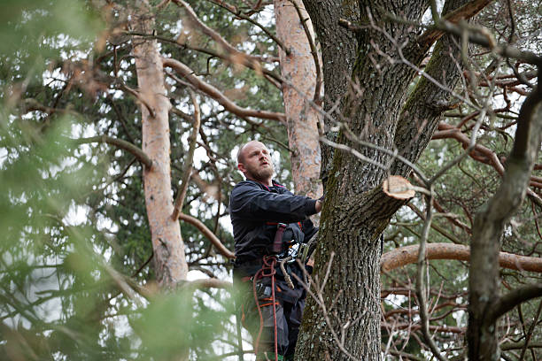 How Our Tree Care Process Works  in  Stone Mountain, GA